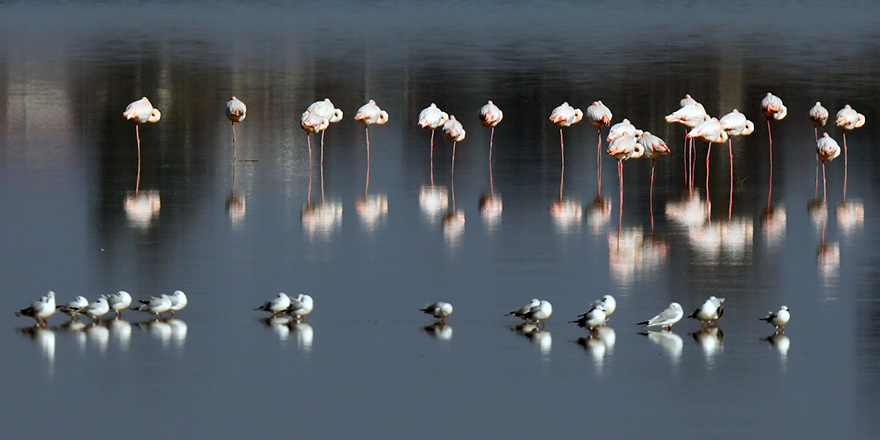 Tuz Gölü’nde flamingo şöleni