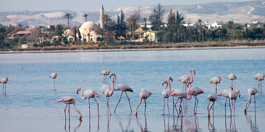 Flamingoların sayısı azaldı