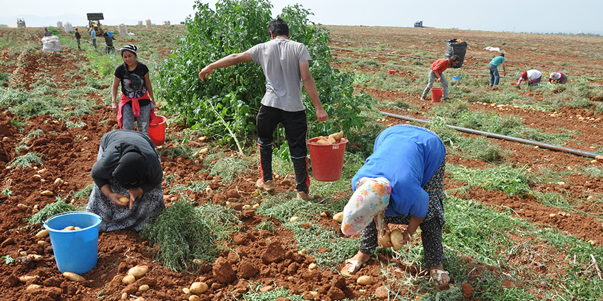 Sonbahar patates ekimi yapılan araziler yarına kadar beyan edilmeli