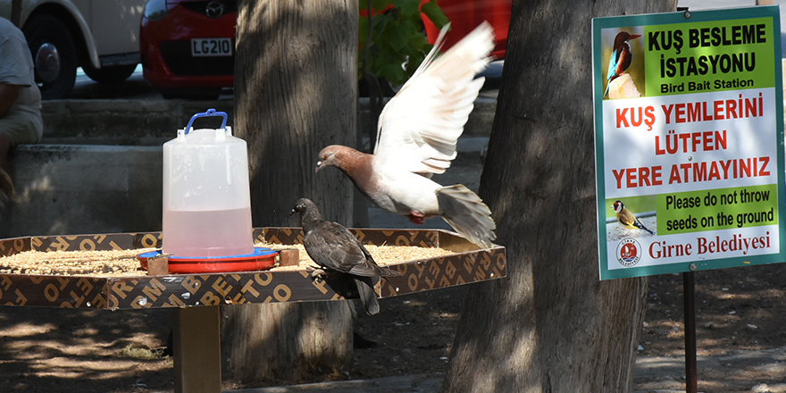 Girne’de, kuş besleme istasyonları yerleştirildi