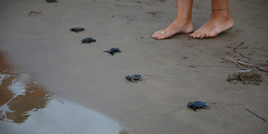 Yavru kaplumbağaların  denizle buluşma anı