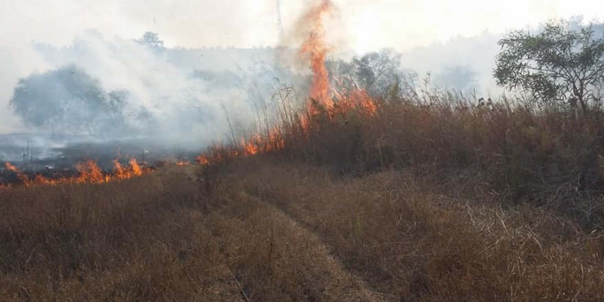 Alayköy-Türkeli kavşağı yakınlarında yangın
