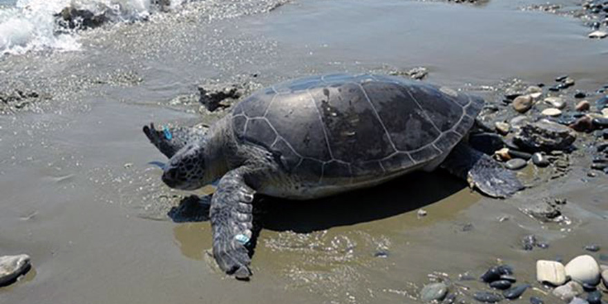 Limasol'da yaralı kaplumbağa tedavi edildi