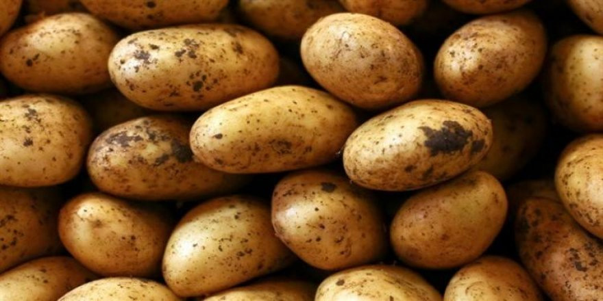 Hastalıklı patatesler imha edildi