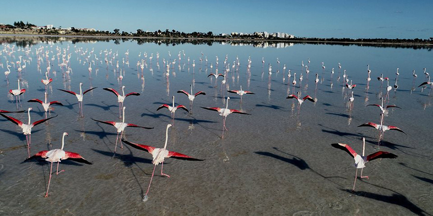 Flamingolar Larnaka Tuz Gölü’ne geldi…