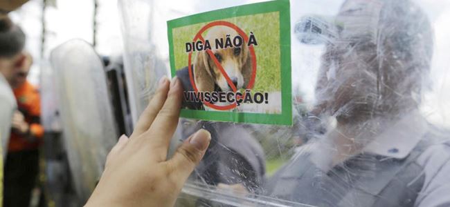 Köpekleri kurtardılar…