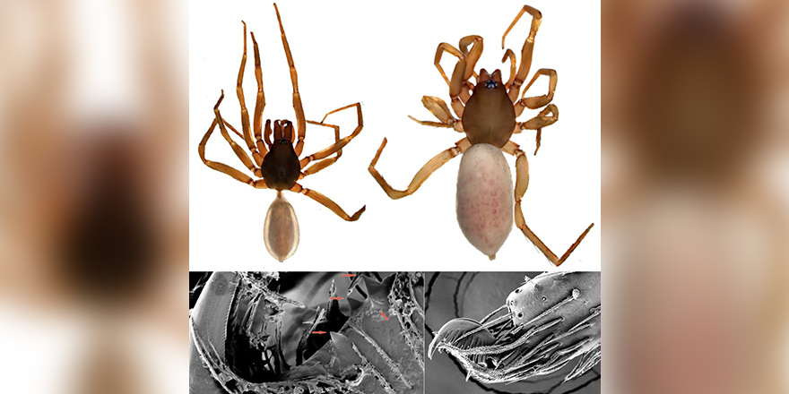 YDÜ araştırmacıları Kıbrıs’a özgü yeni bir örümcek türü keşfetti…