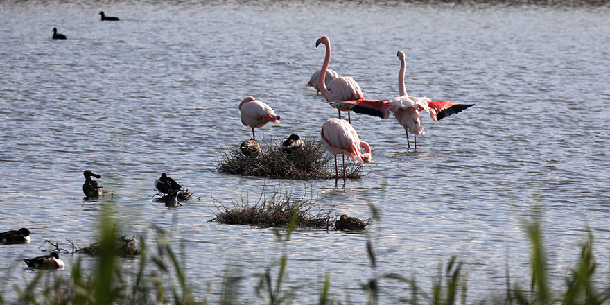 Larnaka'da flamingolar büyüledi