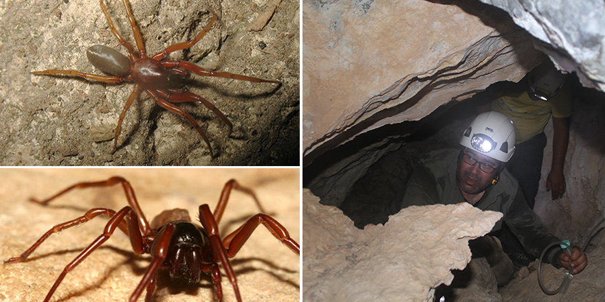 Kıbrıs'ta iki yeni örümcek türü keşfedildi