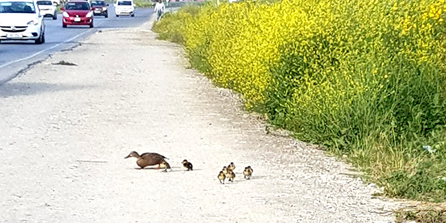 Ördek, yavruları ile yol kenarında…