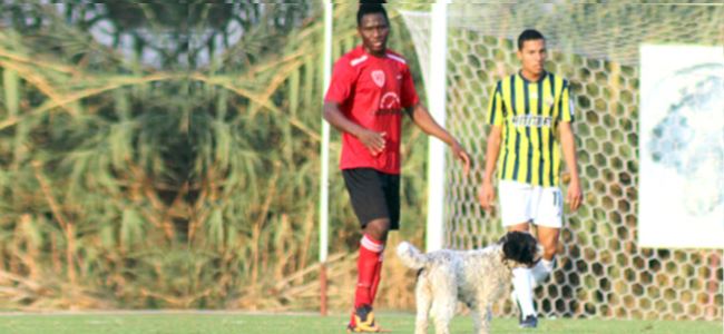 Sahaya köpek girince