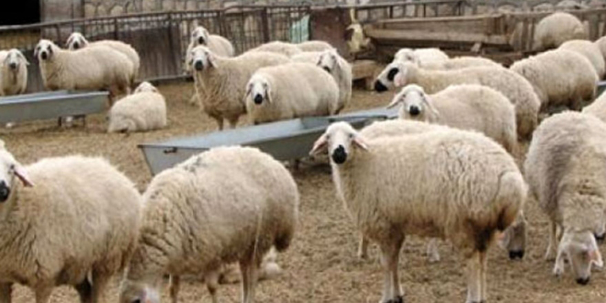 Devlet Üretme Çiftlikleri hayvan satışı yapacak