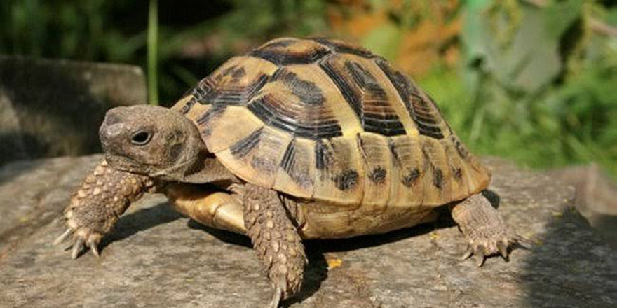 Afrika'nın en yaşlı kaplumbağası 344 yaşında öldü