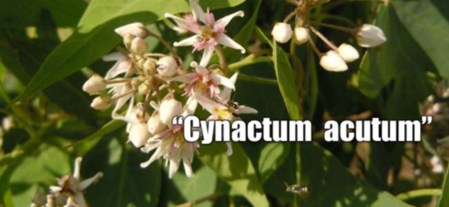 Yabani çiçeğin kimliği bulundu