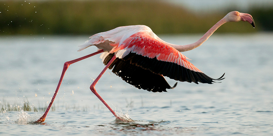 Siz hiç flamingo gördünüz mü?