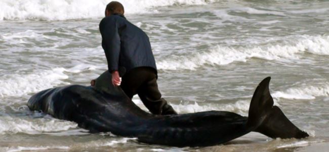 Kıyıya vuran 52 balinadan 6sı öldü