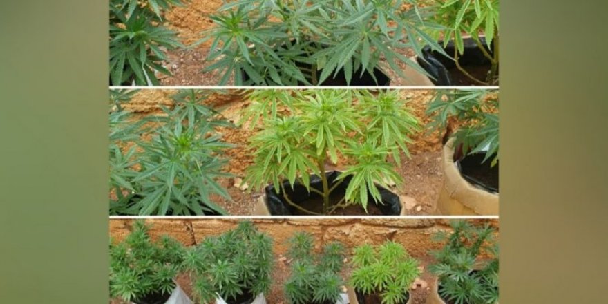 Narkotik’ten operasyon: 2 tutuklu