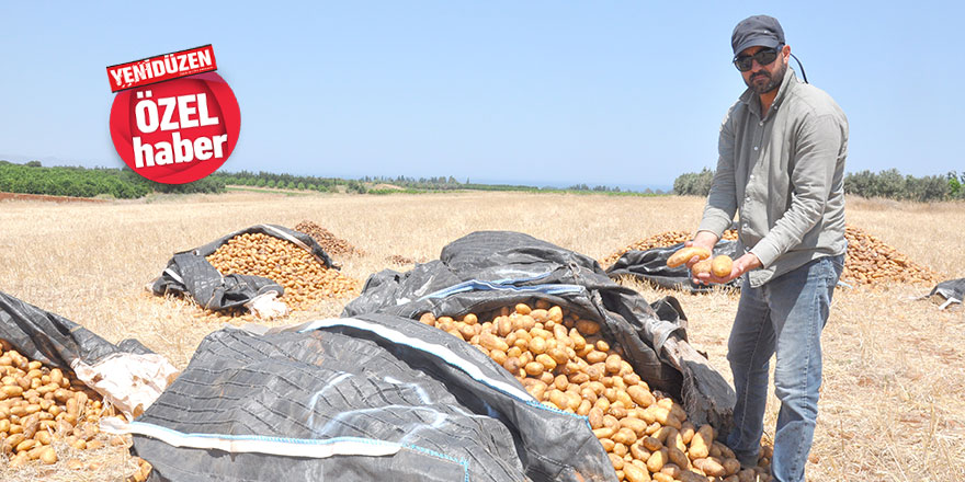 Binlerce kilo patates TARLAYA DÖKÜLDÜ
