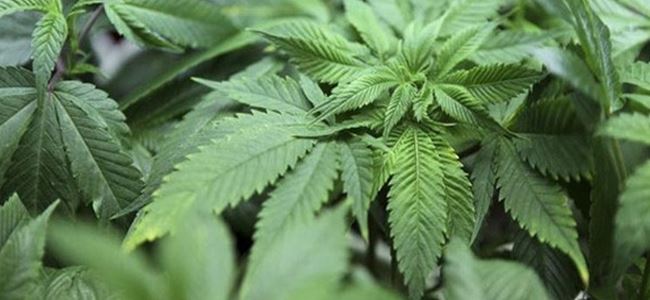 Esrar üretimi serbest oldu