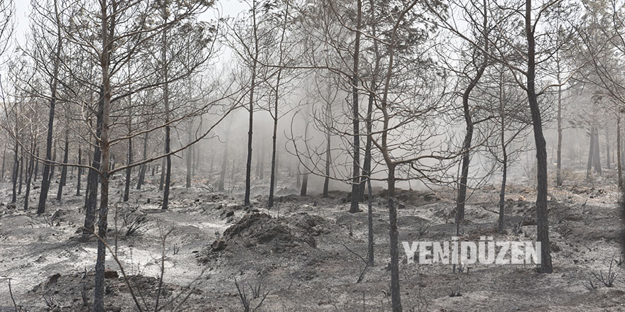 Yangında zarar gören ormanlık alanın kesimine izin verilecek