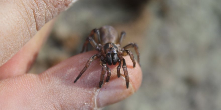 Kıbrıs’a özgü yeni bir örümcek türü