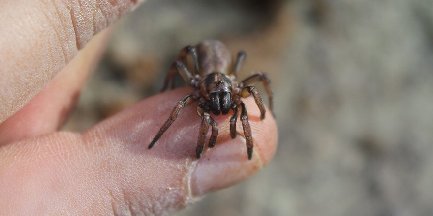 Kıbrıs'a özgü yeni örümcek türüne “Lachesana Bayramgocmeni” adı verildi