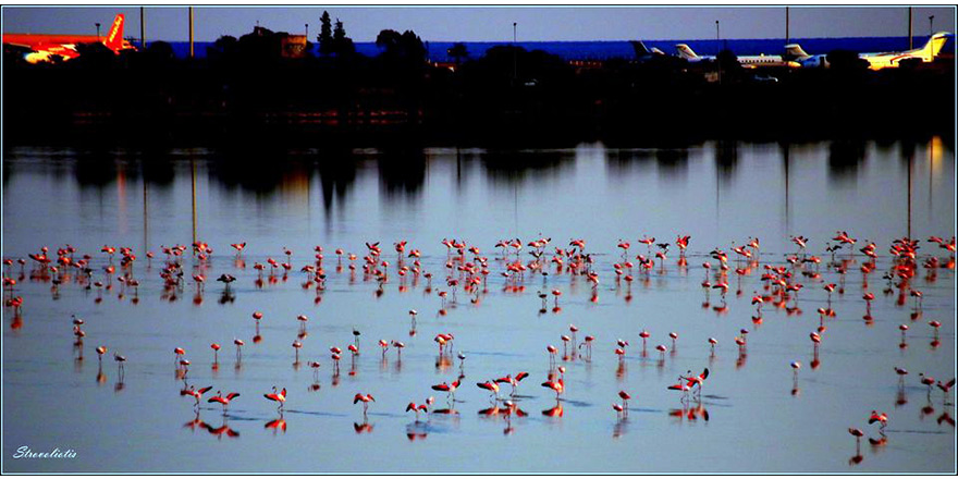 Flamingolar Kıbrıs’ta