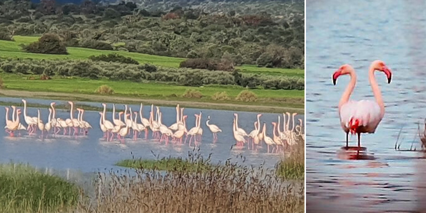 Kıbrıs’ın güzel kış konukları flamingolar