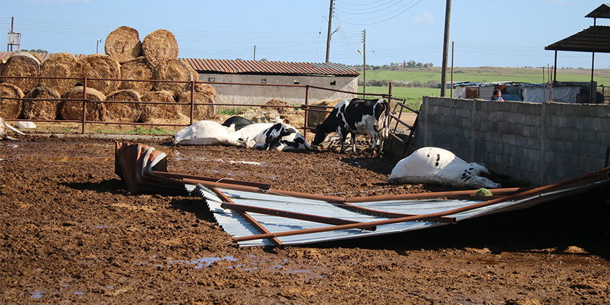 Fırtınadan etkilenen üreticiler Tarım Bakanlığı'na başvurabilecek