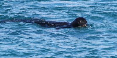Lefke'de Akdeniz Fokların yeni üreme alanı keşfedildi