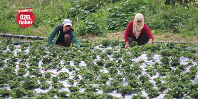 “Otel yok, öğrenci yok, restoran yok bu kadar ürünü kim yiyecek?”