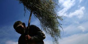 Tarım Sigortası Fonu’na başvurular uzatıldı