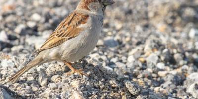 Sayıları azalıyor