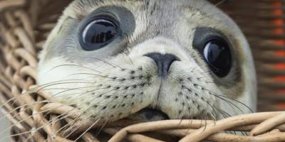 Ada’daki Akdeniz foku nüfusunda artış