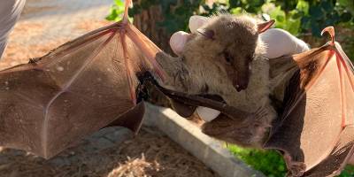 KUŞKOR: “Varlığı tehlike altındaki yarasalar elektrik hattı kurbanı... KIB-TEK tedbir almalı”