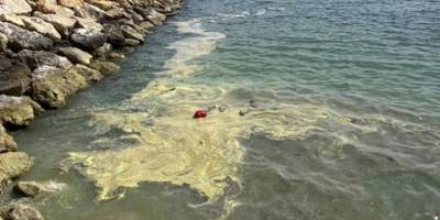 Renk değişiminin sebebi Kıbrıs Poleni