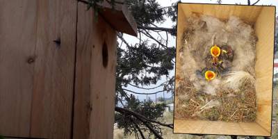 Telsim Ekoloji Ormanı’ndaki kuş yuvalarında ilk yavrular çıktı