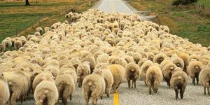 Küçükbaş hayvan üreticilerine 10 Ocaka kadar süre