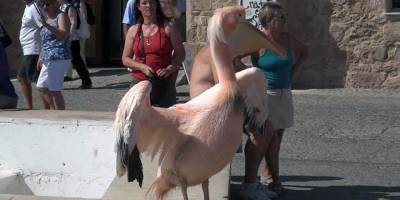 Kıbrıs’ın en karizmatik kuşu ‘Kokos’ yaşamını yitirdi