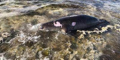 Akdeniz foku ölü bulundu