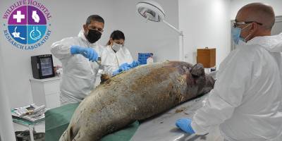 Ölü olarak kıyıya vuran fokun nekropsisi yapıldı