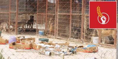 CTP’li gençlerden Mağusa Belediyesi’ne çağrı: Ölüme terk edilen dostlarımıza sağlıklı yaşam alanı yaratılmalı