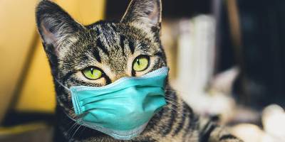 YDÜ: KKTC’de evcil kedi sahibinden COVID-19 kaptı!