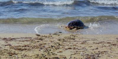 Ateşsönmez özgürlüğe yüzdü