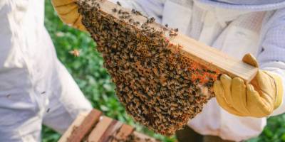 Arıcıların geçen yıla ait ödemeleri yapıldı