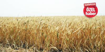 Arpa ithali gecikti, hayvancı tedarikte sıkıntılı