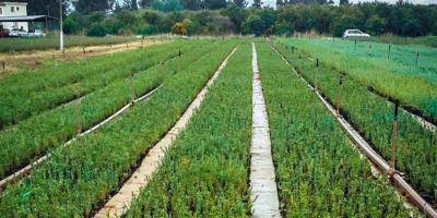 "10 yılda 10 milyondan fazla fidan üretildi"