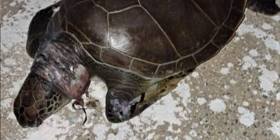 Ataoğlu, “Cinayet silahı” doğaya atılan plastik torba