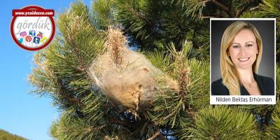 Çam Kese Böceği tehlikesi: 5 yılın emeğini çöpe atmayınız!