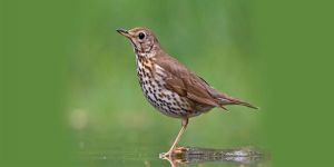  İnce Av 12 Ocak’ta başlıyor